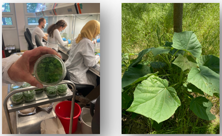 Laboratoire Budapest, mai 2024